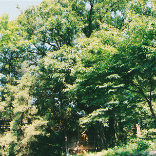 광전리 엄나무(풍치목)