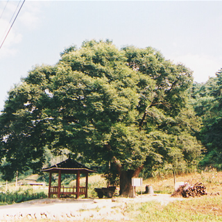 문곡리 느티나무(당산목)